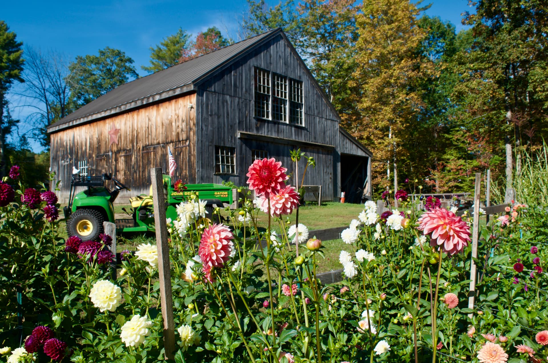 The barn, Gator and dahlia garden at Honey & Bloom Barn