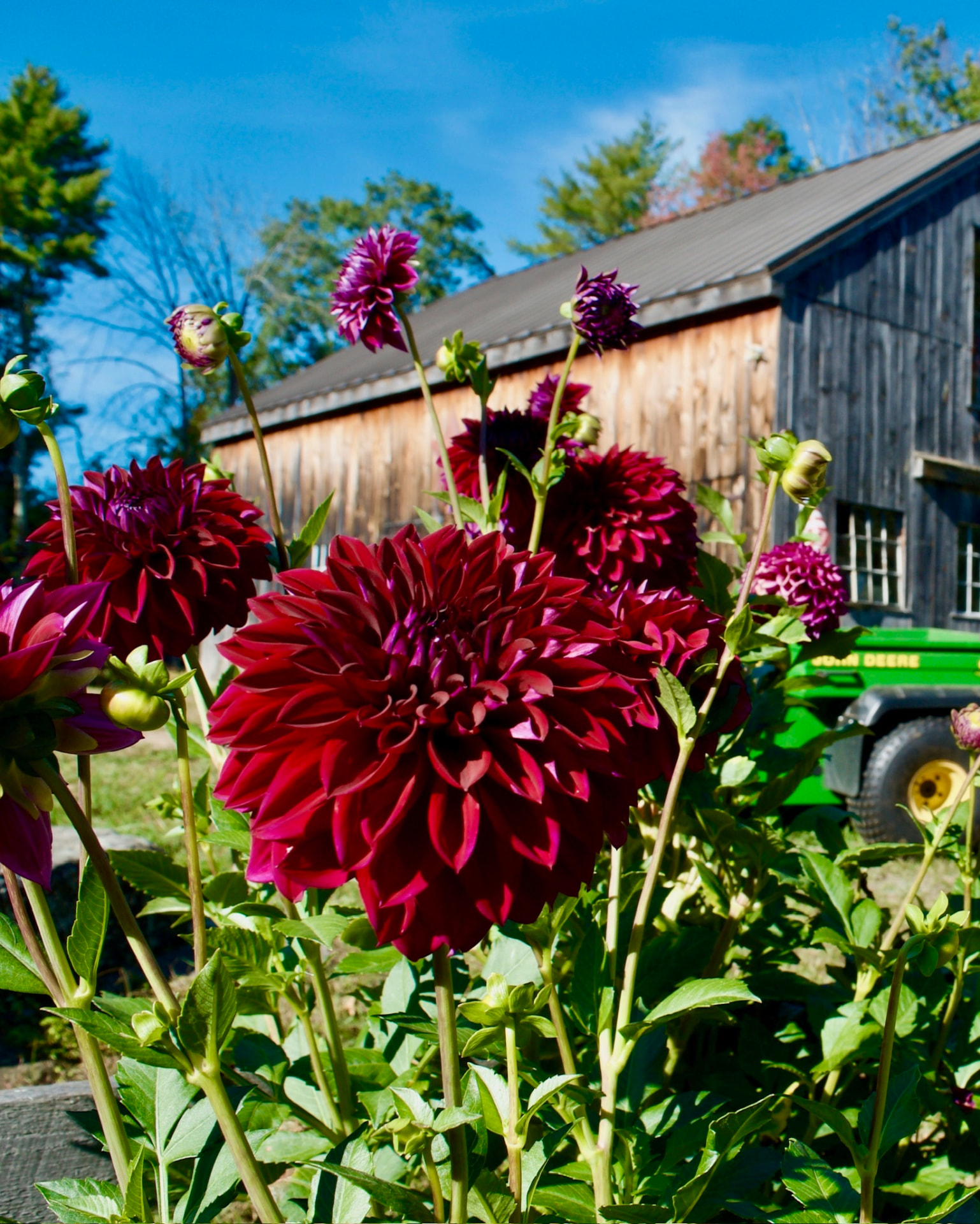 Diva dahlia – Honey & Bloom Barn