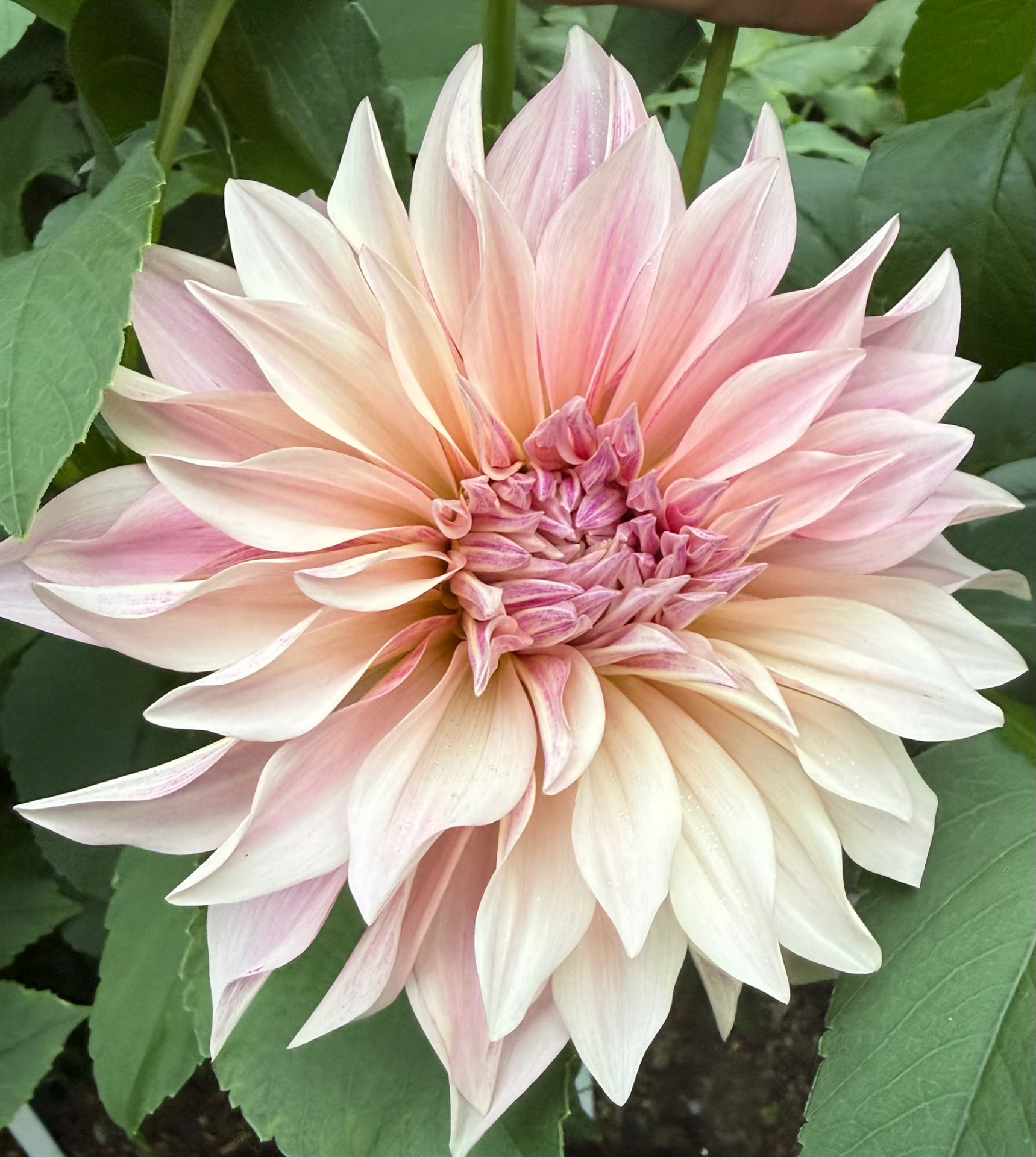 Cafe au Lait dahlia – Honey & Bloom Barn