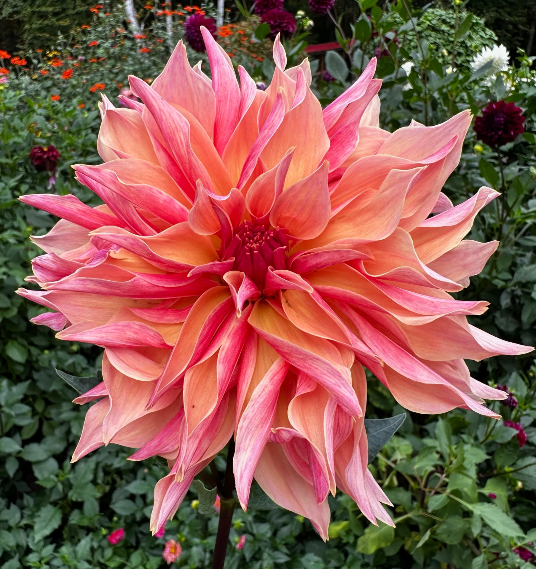 Labyrinth dahlia – Honey & Bloom Barn