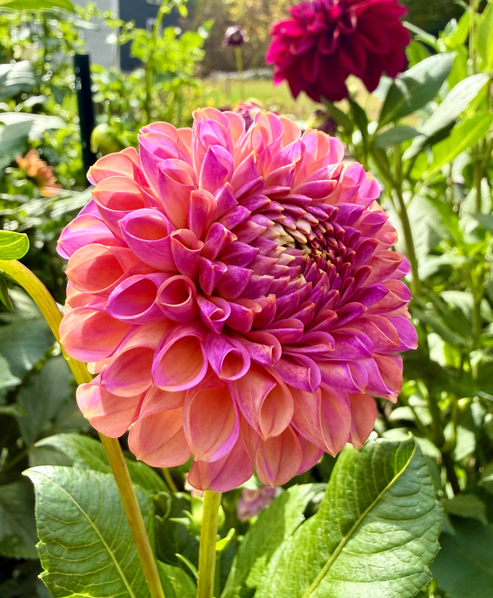 Caitlin's Joy dahlia – Honey & Bloom Barn
