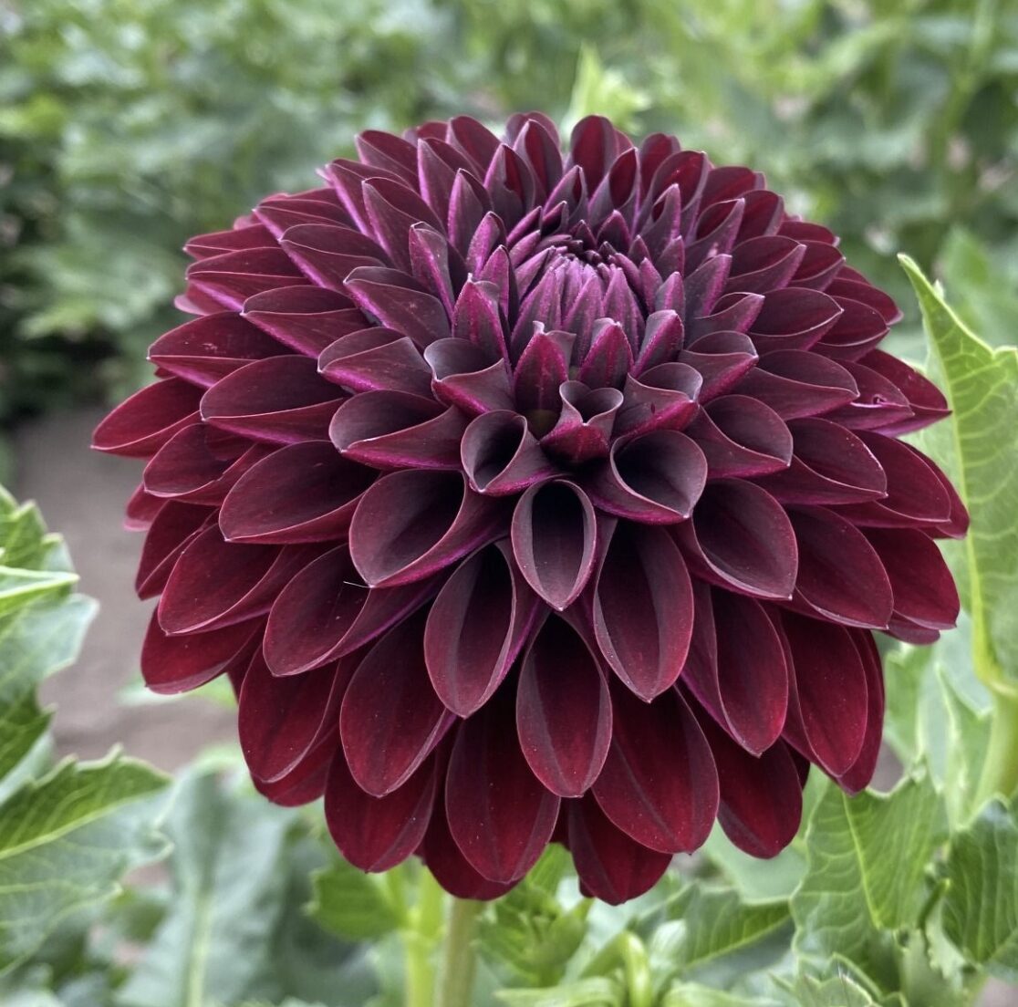 Deep burgundy dinnerplate dahlia