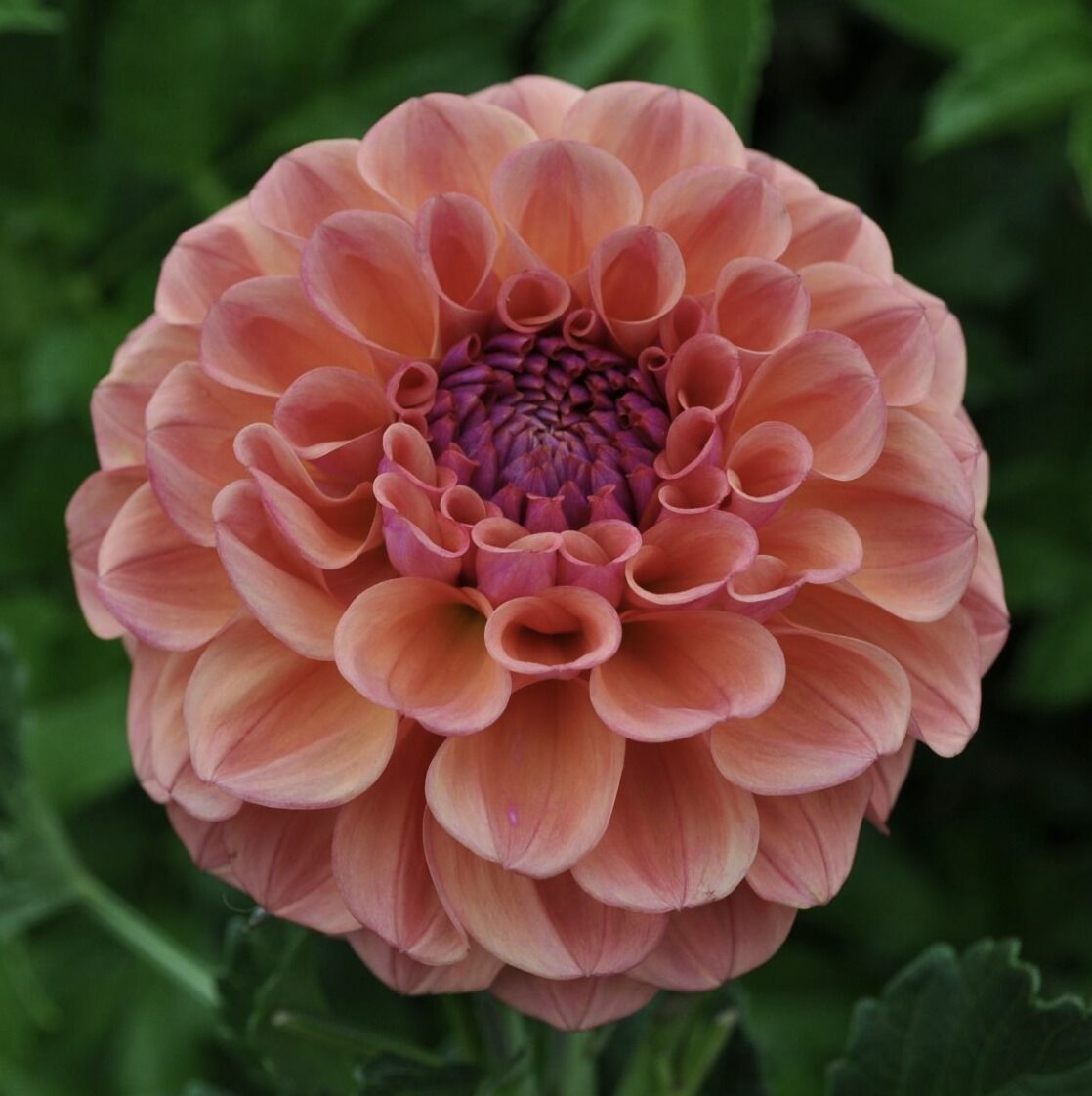 Coral dahlia in close-up