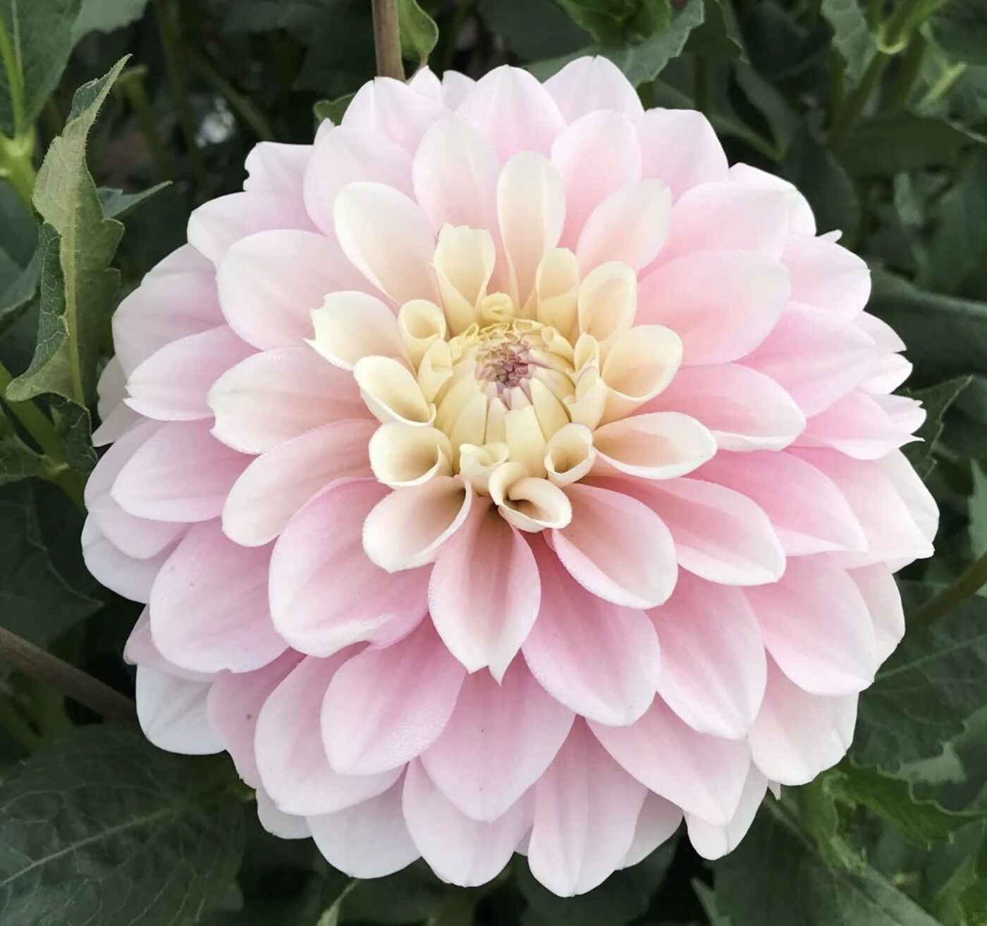 Blush ball dahlia bloom