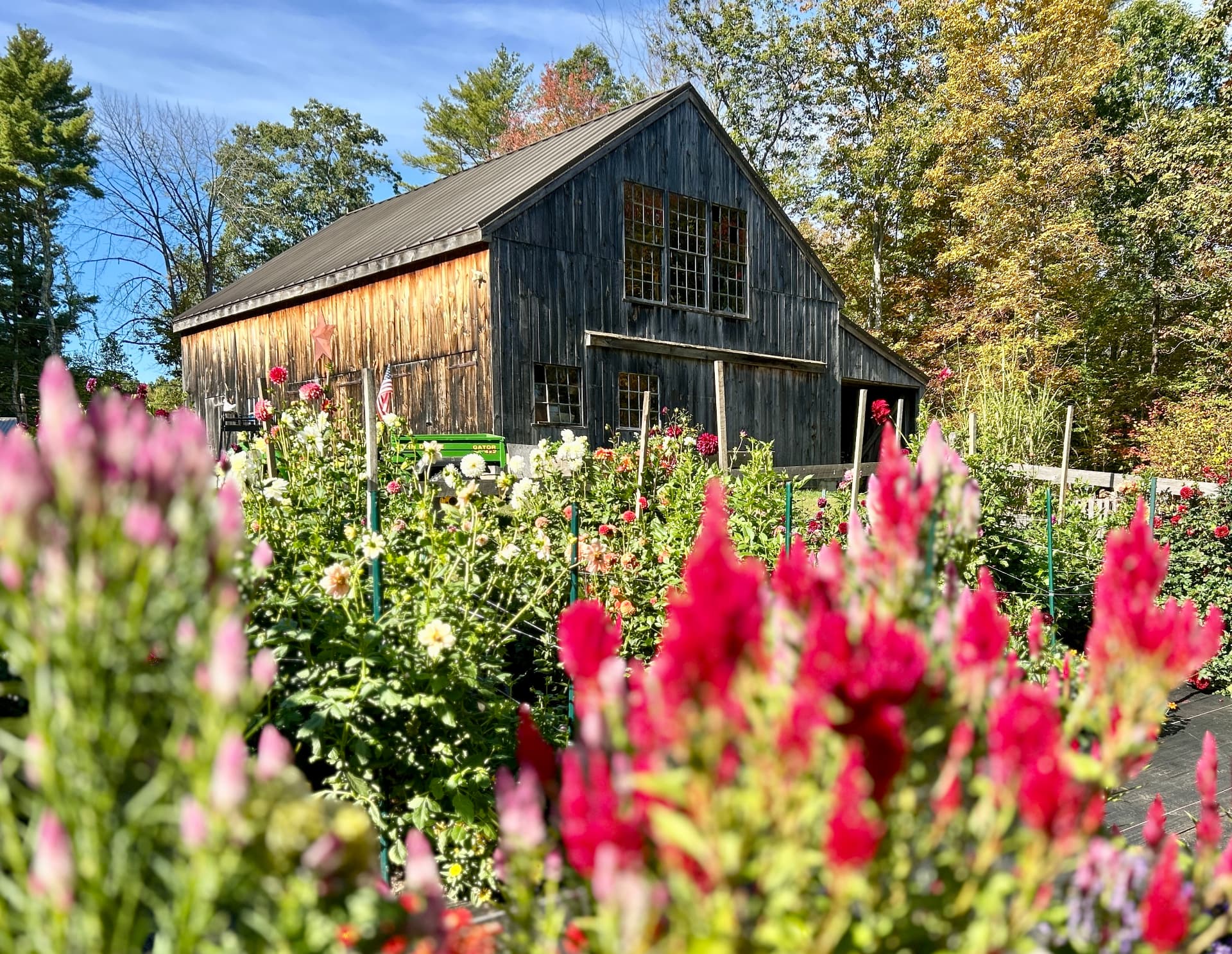 Dahlia and flower field blooming in front of the weathered barn at Honey & Bloom Barn